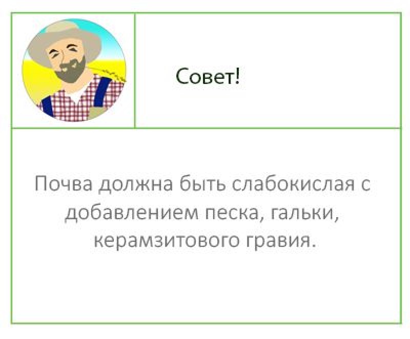 Что должна содержать почва