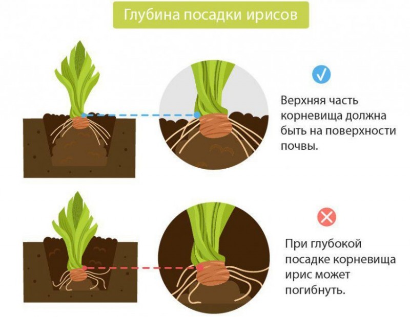 Посадка ириса