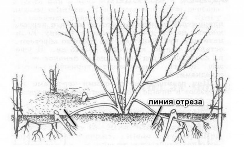 Схема размножения отводками