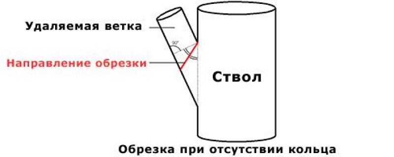 Обрезка на кольцо, если кольцо не видно