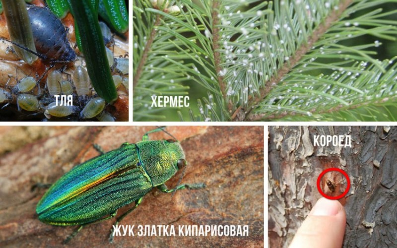 Вредители кипарисовика
