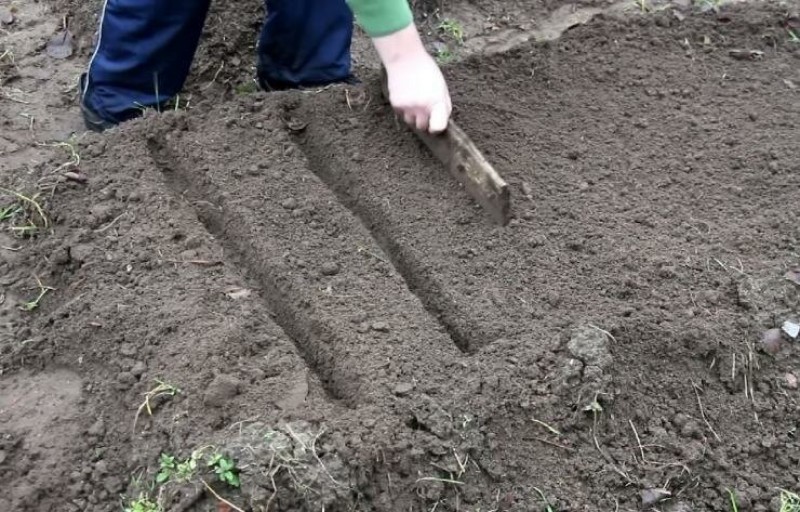 делаем грядки для посева моркови и свеклы