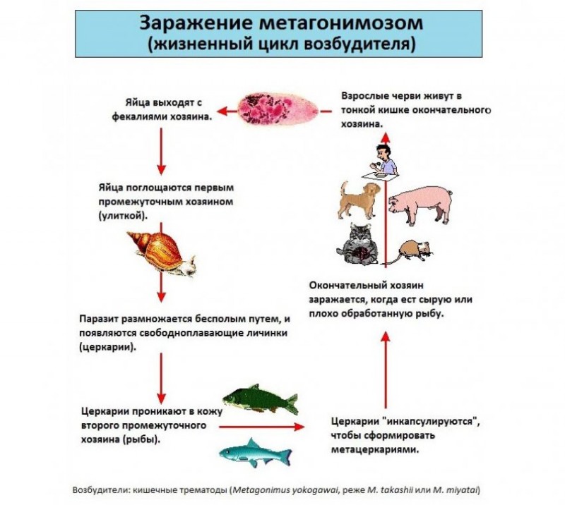Жизненный цикл возбудителя