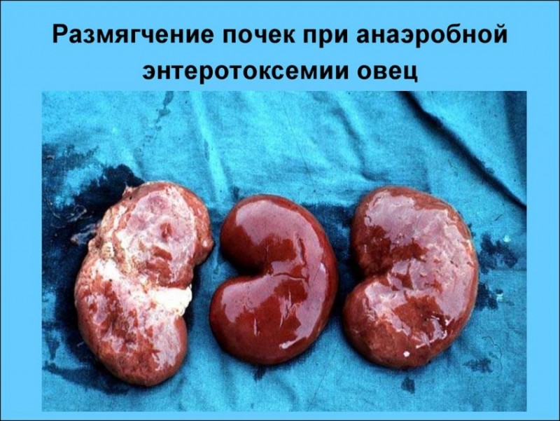 Энтеротоксемия овец