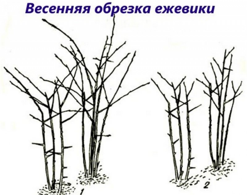 Обрезка ежевики
