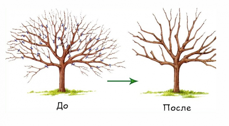 абрикос до и после обрезки