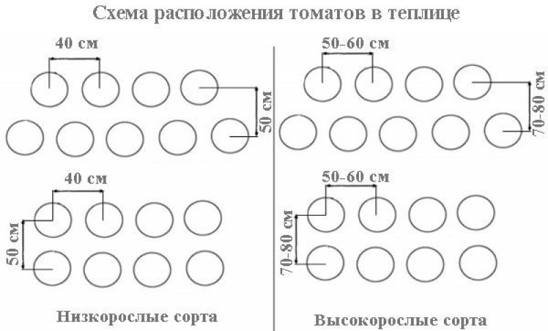 Схема посадки томатов в теплице