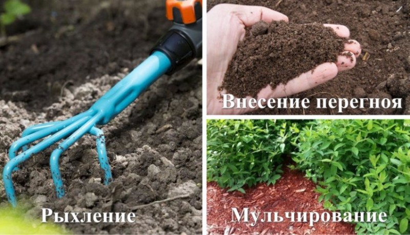 Рыхление, мульчирование и удобрение почвы
