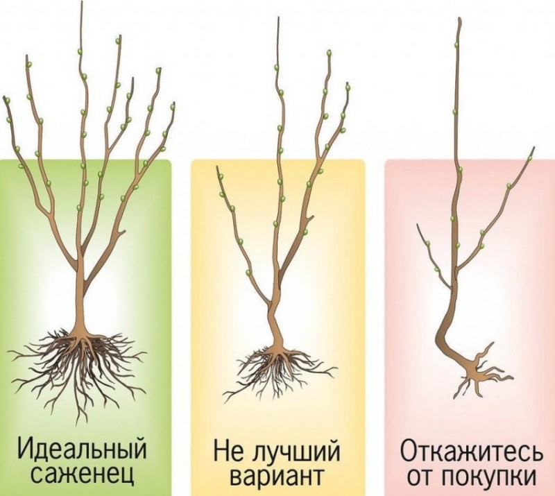 Саженцы плодового дерева
