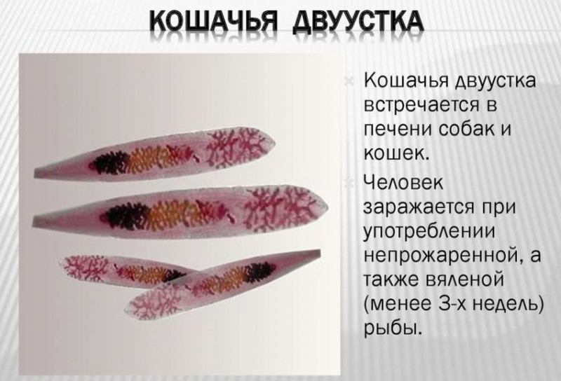 Кошачья или сибирская двуустка