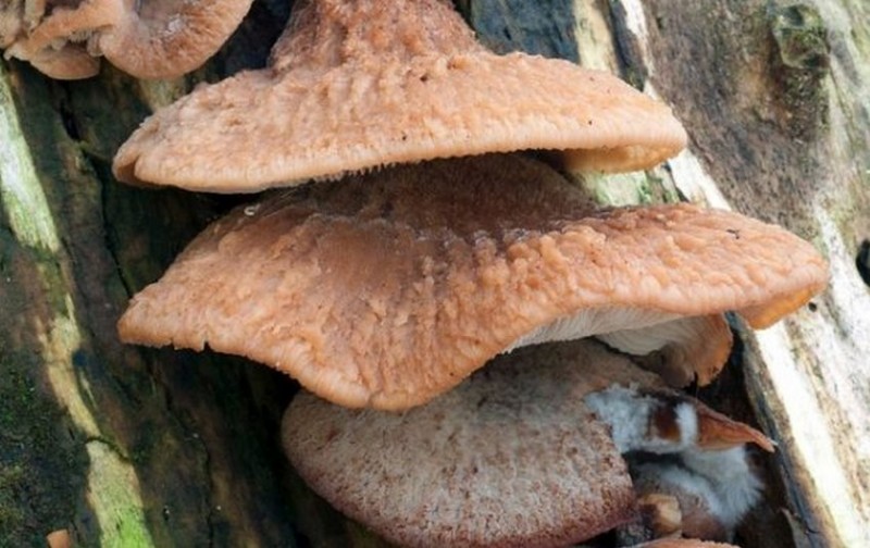 Пилолистник волчий