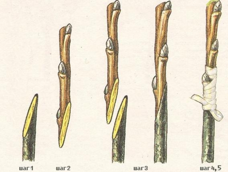 прививка абрикоса на абрикос