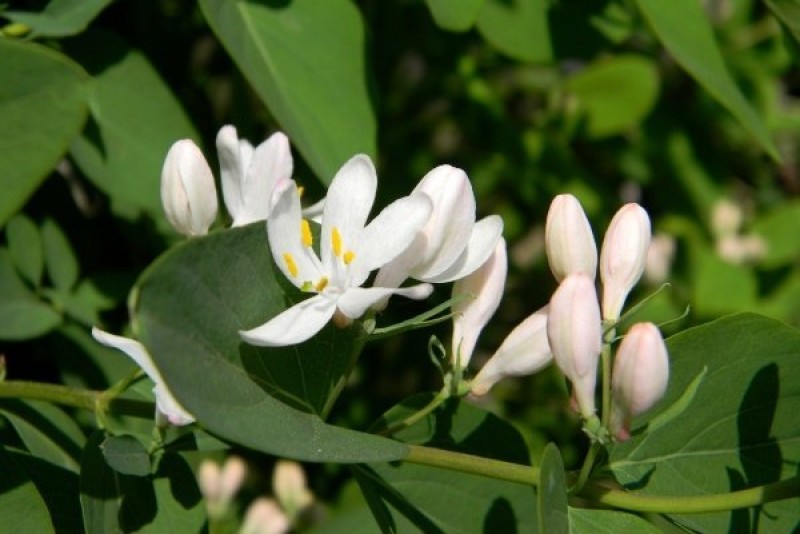Grandiflora