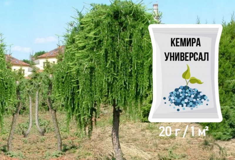 Подкормка лиственницы