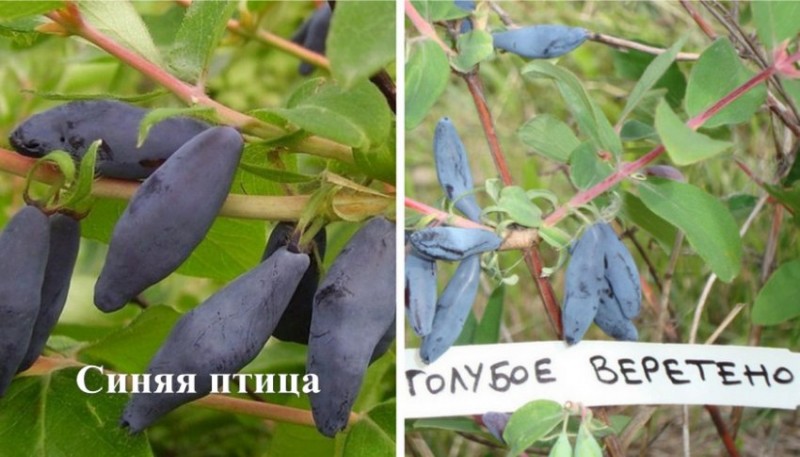 Сорта жимолости