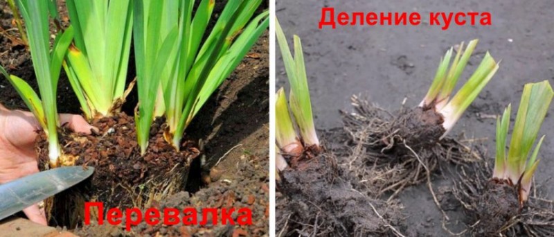 Пересадка ириса