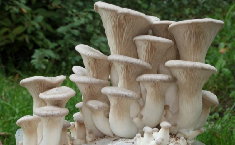 Королевская вёшенка