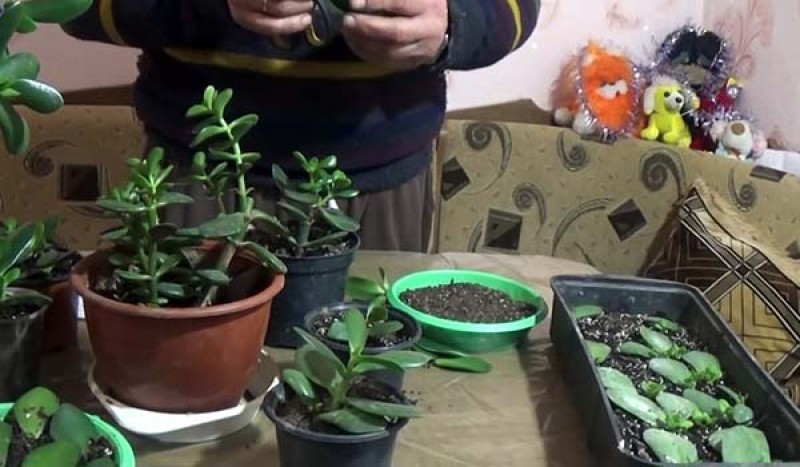 Выращивание суккулента