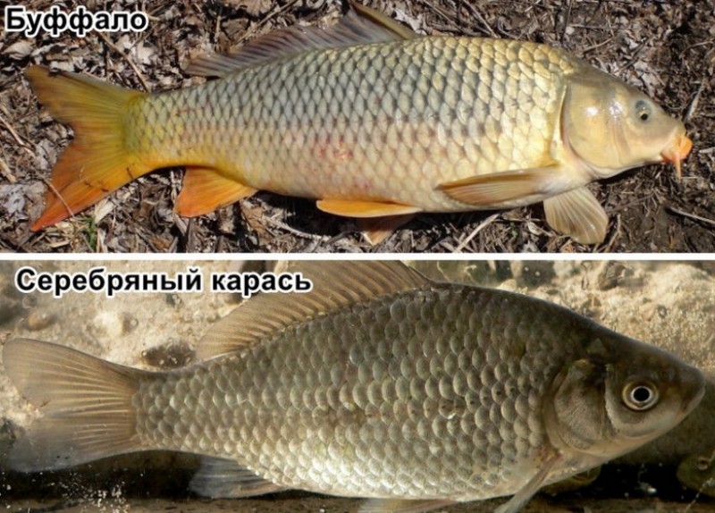 Серебряный карась и буффало