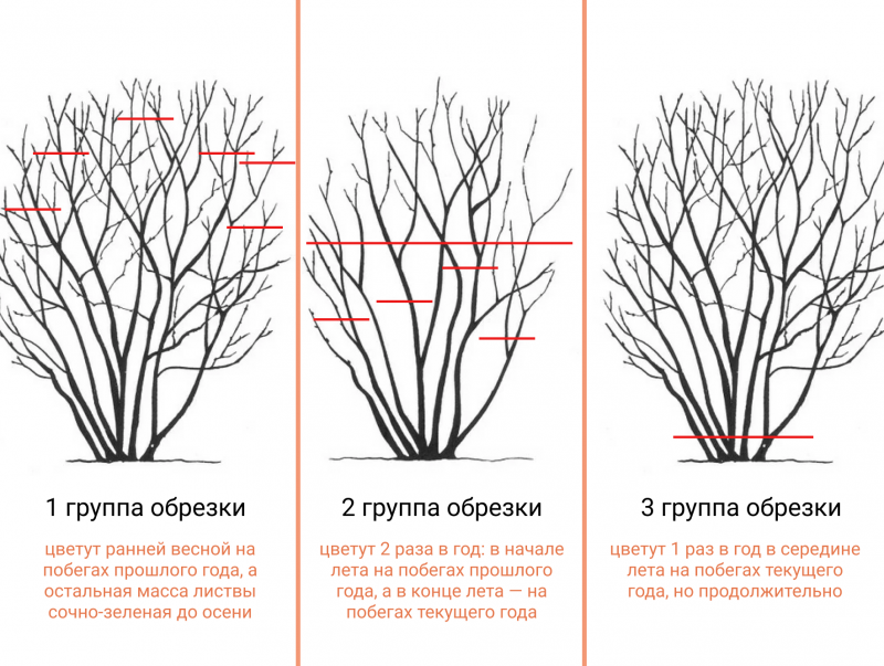 обрезка клематисов по группам