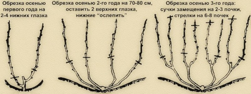 Обрезка винограда осенью