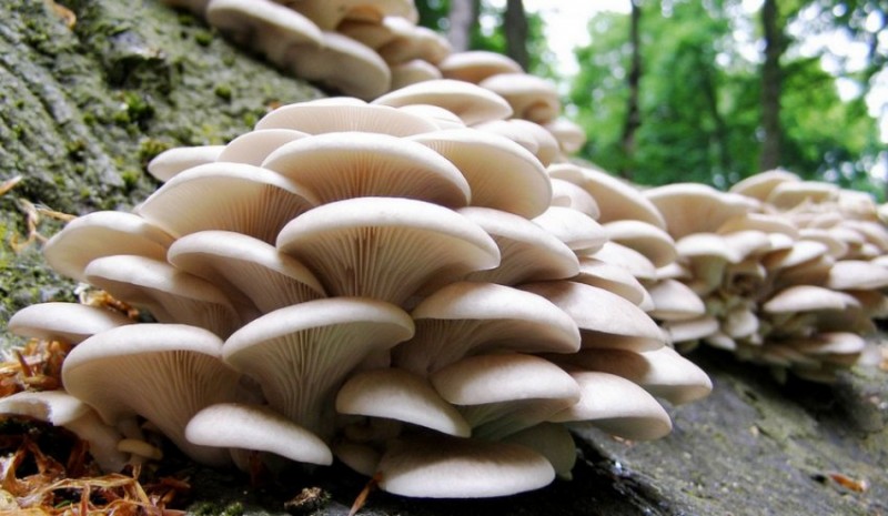 Вёшенки в лесу