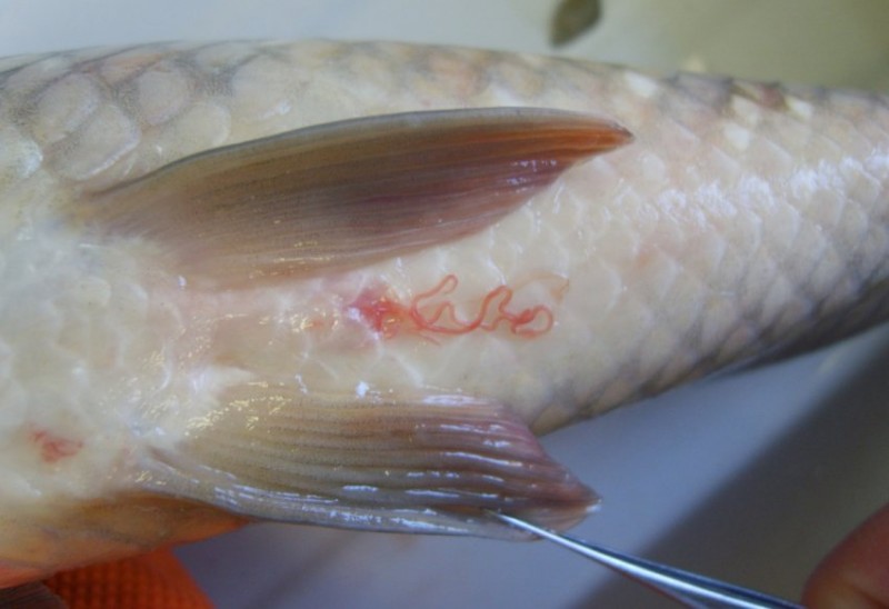 Нематода Philometroides lusiana