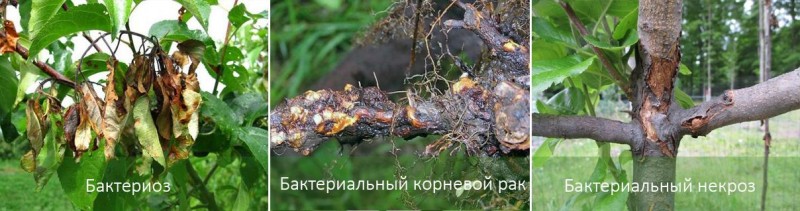 Бактериальные заболевания