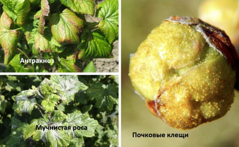 Болезни и вредители смородины Ролан