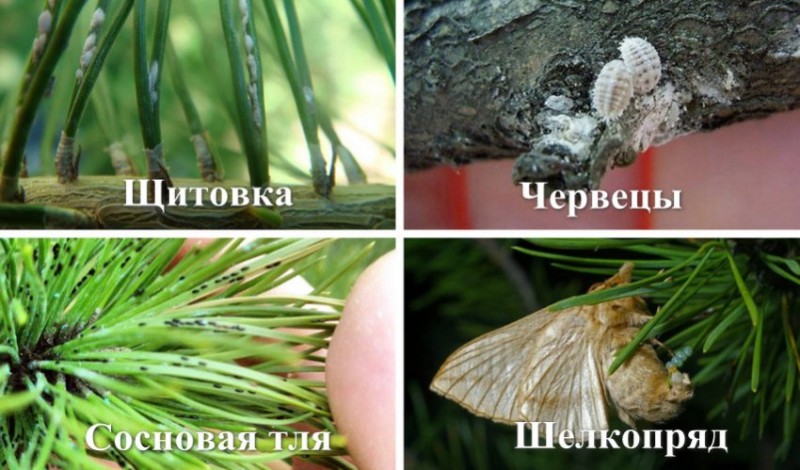 Вредители сосны