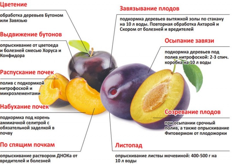 Поэтапный уход за сливой