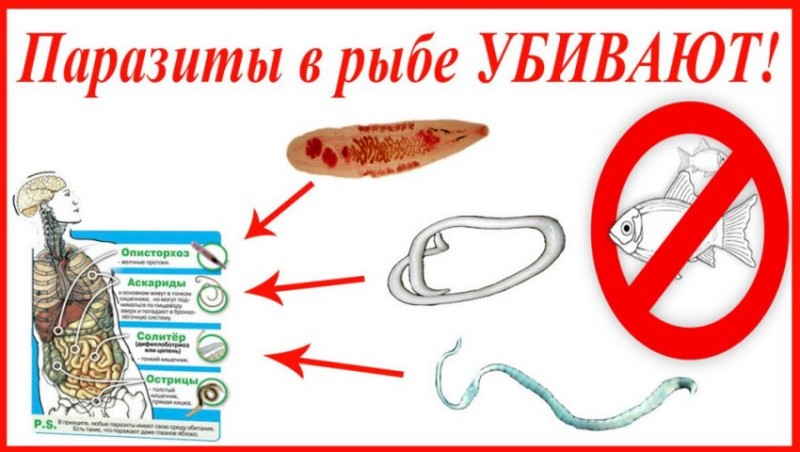 Паразиты в рыбе
