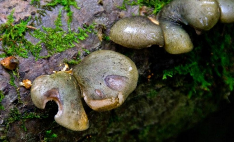 Зелёные вёшенки