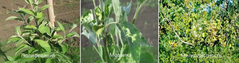 Вирусные-заболевания