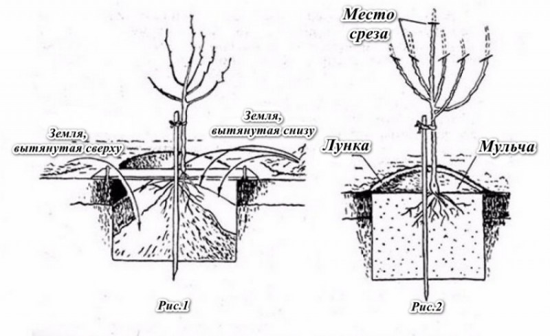 Схема посадки саженца