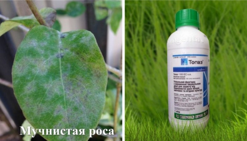 Способ борьбы с мучнистой росой