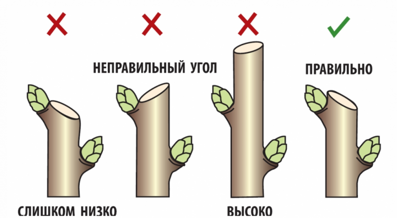 обрезка над почкой - правильно и нет