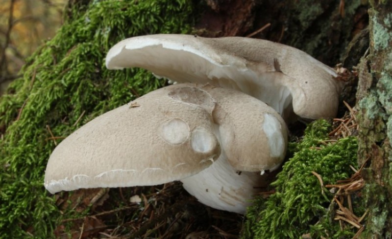 Дубовая вёшенка