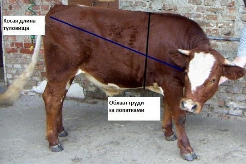 Обмер КРС