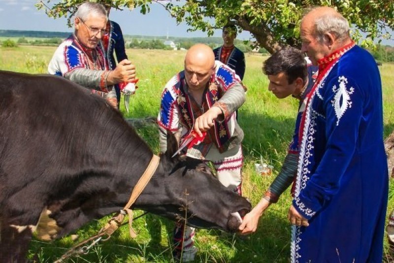 Убой КРС