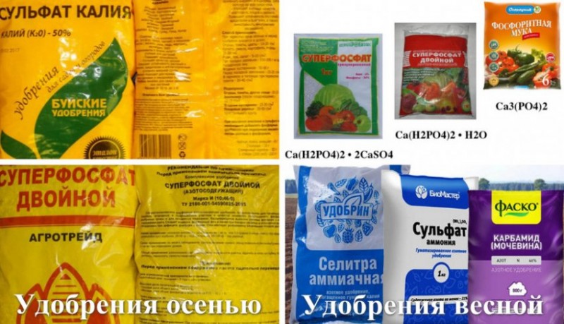 Удобрения для жимолости