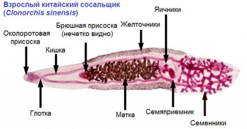 Китайская двуустка