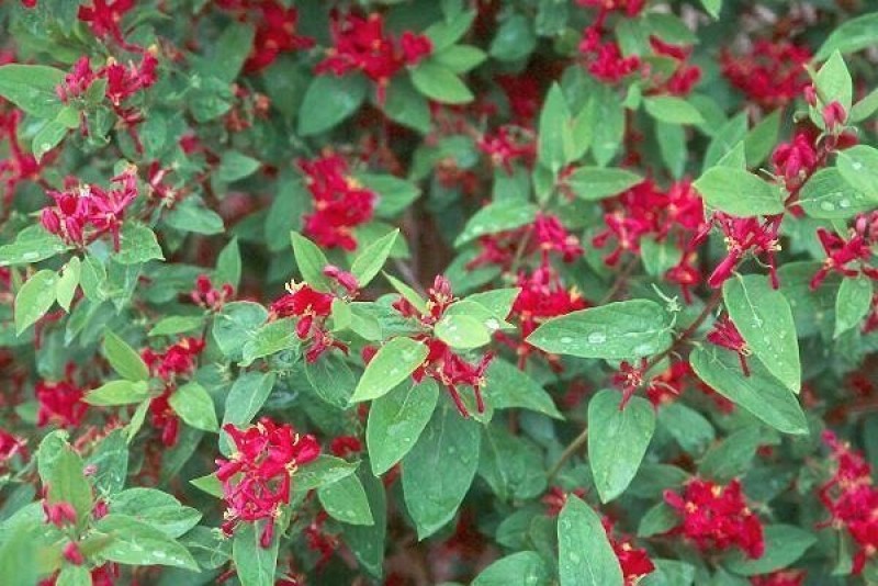Zabelii