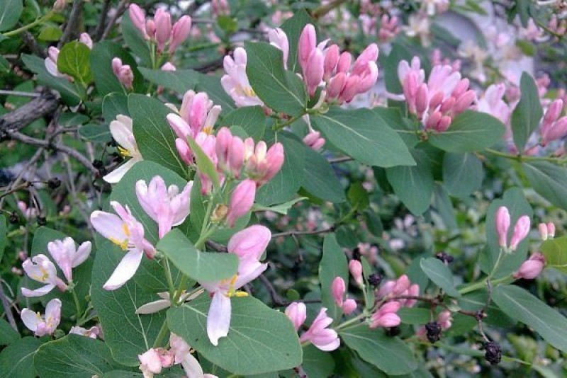 Rosea