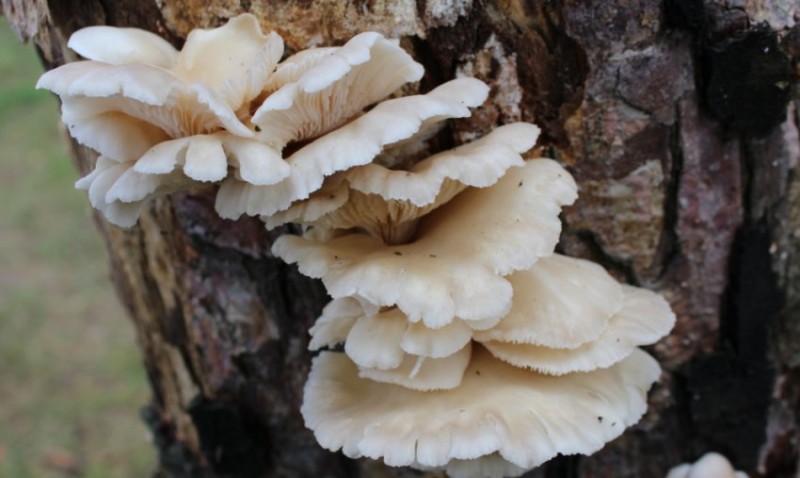 Лёгочная вёшенка