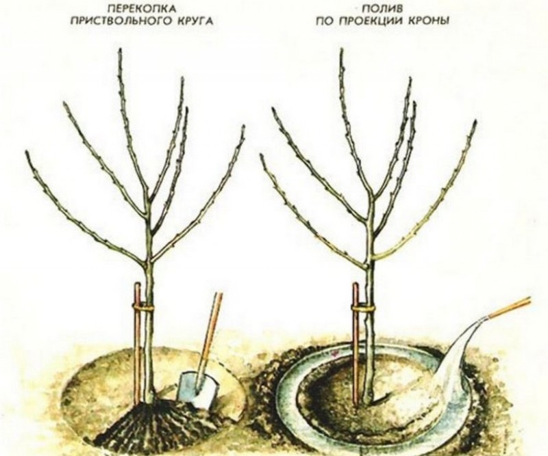 Схема полива плодового дерева