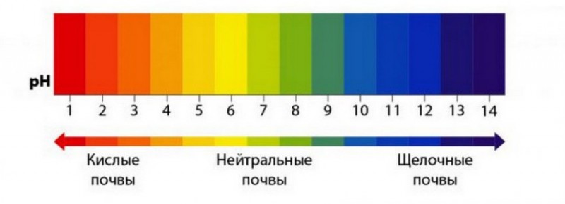 Шкала кислотности грунта