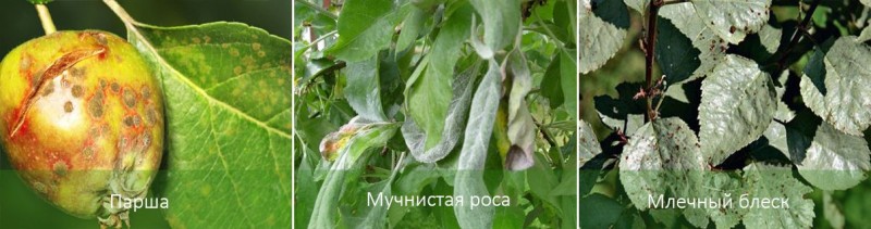 Заболевания яблонь