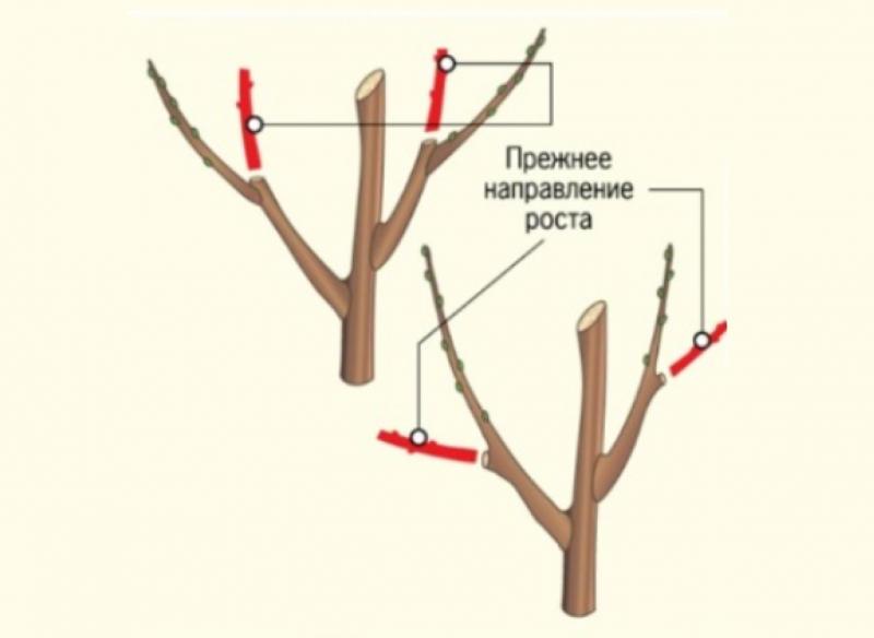 обрезка алычи