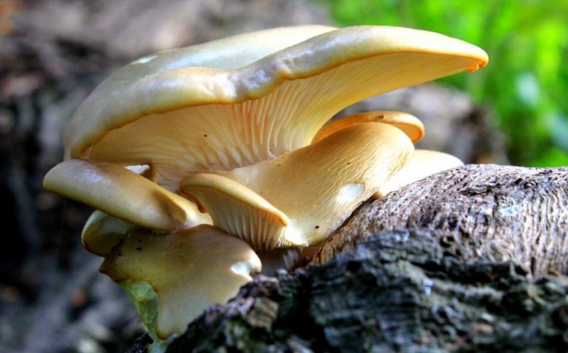 Рожковидная вёшенка